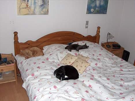 Blanding af racer Ejnar - har ligger 2 af´mine katte og feder den af tidligt om dage billede 2