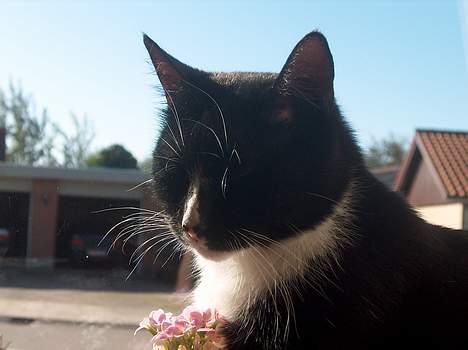 Blanding af racer Ejnar - Hvor smuk har man lov at være? billede 3