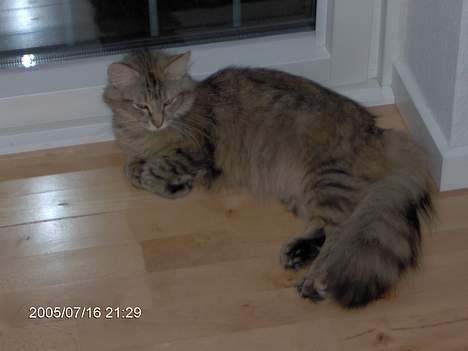 Norsk Skovkat Asta - nej mor ikke nu billede 1