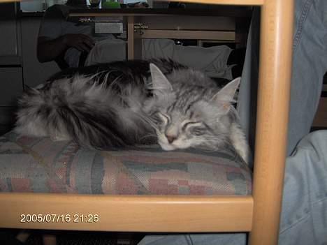 Norsk Skovkat Faramir - ejjj hvor er jeg træt billede 1