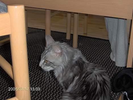 Norsk Skovkat Faramir - nu er jeg vågen billede 2