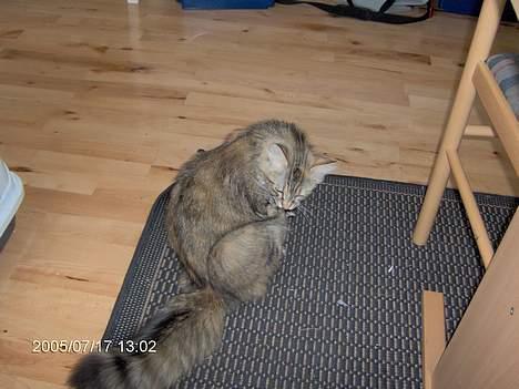 Norsk Skovkat Asta - skal jo vaske mig billede 2