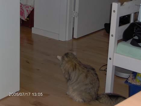 Norsk Skovkat Asta - ja er blevet tyk.. i fylder baby´er billede 3