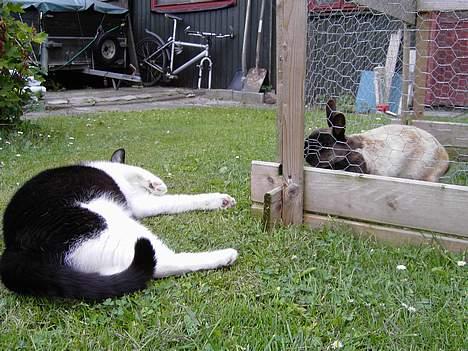 Blanding af racer Cæsar - Venner kommer i forskellige former. billede 6