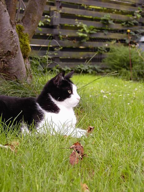 Blanding af racer Cæsar billede 7