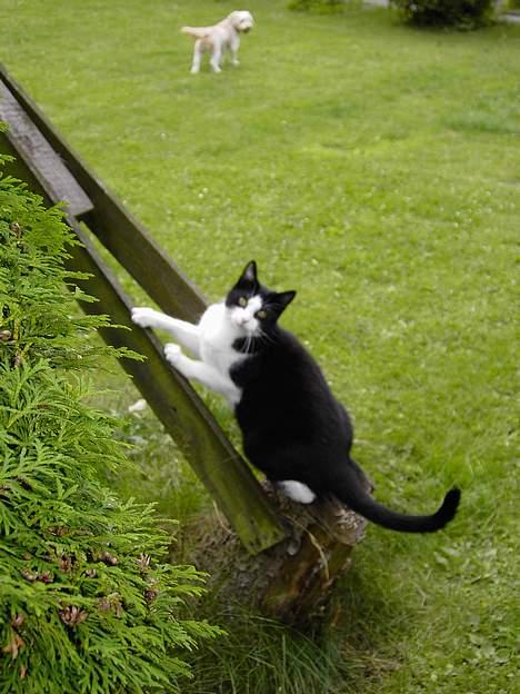 Blanding af racer Cæsar - Jeg kan komme rigtig højt op hvis jeg vil billede 8