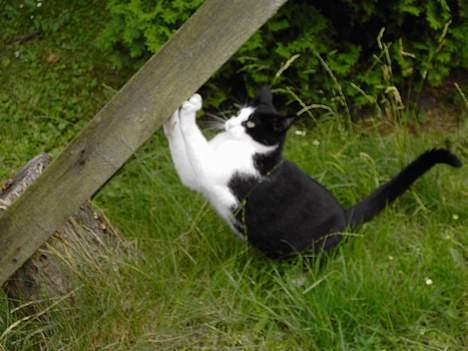 Blanding af racer Cæsar - Ahh klørene skal jo holdes ved lige. billede 9