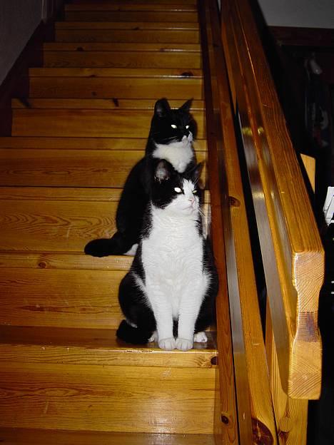 Blanding af racer Cæsar - Er vi ikke fine... billede 10