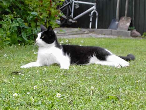 Blanding af racer Cæsar - Mit liv.... billede 11