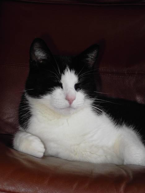 Blanding af racer Cæsar - Min gode side... billede 12