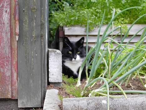 Blanding af racer Zeus - Man ligger nu bedst på de mest mærkelige steder. billede 12