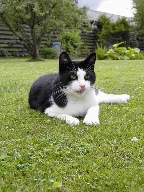Blanding af racer Cæsar - Mmh gad vide hvad jeg skal have til middag? billede 13