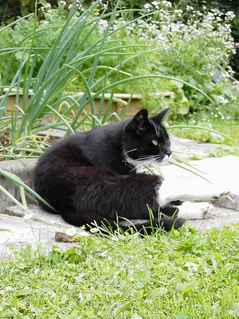 Blanding af racer Zeus - Hvad skuer mit øje... billede 13