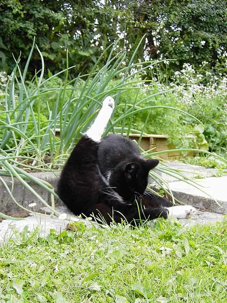 Blanding af racer Zeus - Vi er jo renlige dyr. billede 14