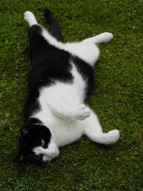 Blanding af racer Cæsar - Ti hi rulle rulle... billede 15