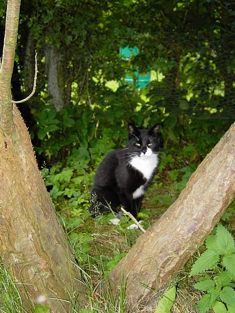 Blanding af racer Zeus - Er på skovtur. billede 15