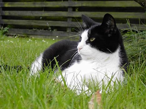 Blanding af racer Cæsar billede 16