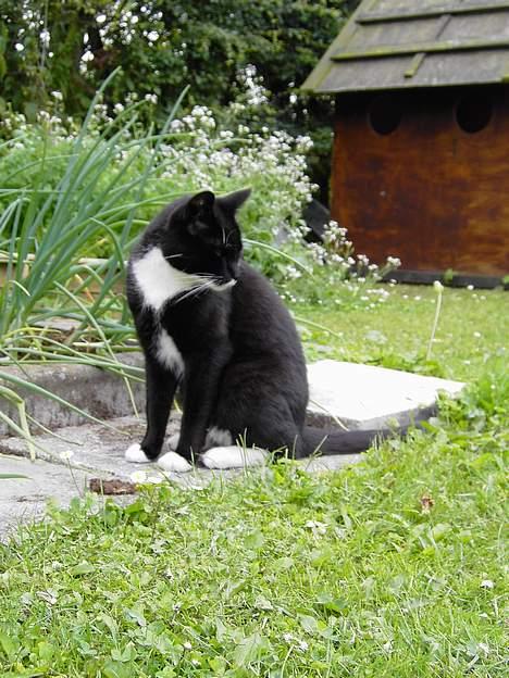 Blanding af racer Zeus - Skal jeg mon flytte mig? billede 16