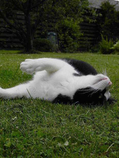 Blanding af racer Cæsar - Ej hvor har jeg det bare skønt. billede 17