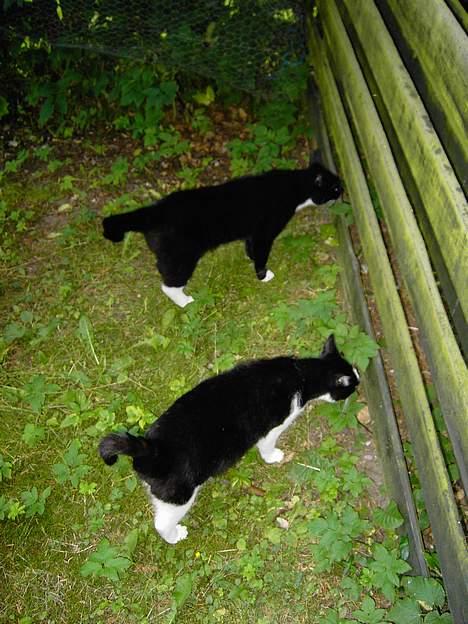 Blanding af racer Zeus - Snapshot af min bror Cæsar og mig, der er noget spændene derinde billede 17