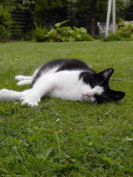 Blanding af racer Cæsar - Jeg er så fin ik? billede 18