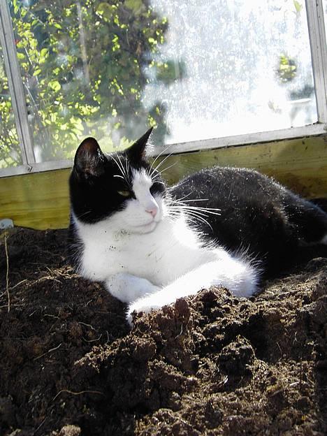 Blanding af racer Cæsar - ahh dejlig varmt jord billede 19