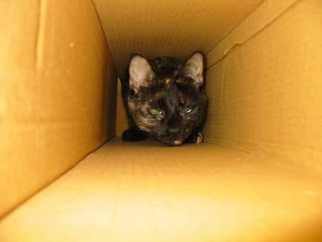 Blanding af racer Mille - Tit Tit, Mille billede 2