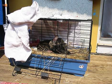 Blanding af racer Mille - Er du kanin eller kat??? billede 4