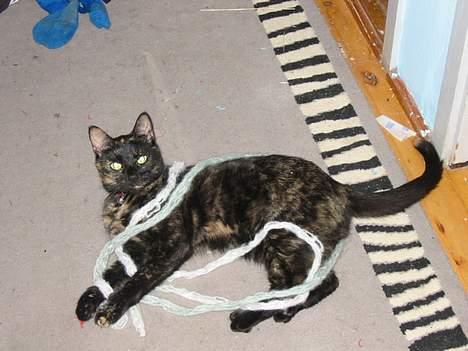 Blanding af racer Mille - Du er ikke den bedste til at strikke billede 5