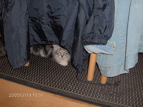 Norsk Skovkat Faramir - skal vi lege gemme mor.. kom nuuuu... billede 3