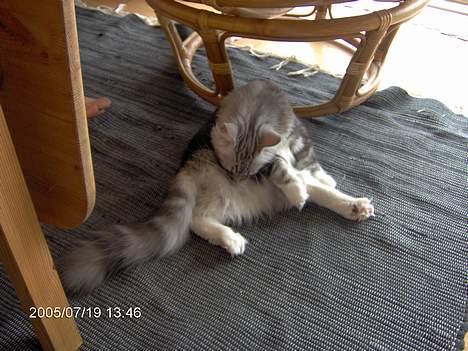 Norsk Skovkat Faramir - bades det skal man jo også.. billede 4