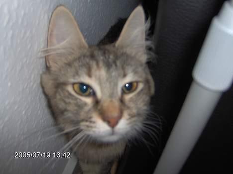 Norsk Skovkat Asta - du fandt mig øv bøv billede 4