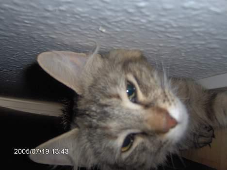 Norsk Skovkat Asta - nu gider jeg ikke mere mor.. billede 5