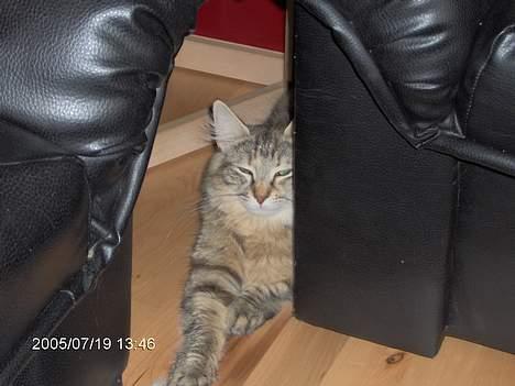 Norsk Skovkat Asta - lad mig nu sove billede 6