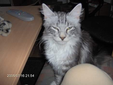 Norsk Skovkat Faramir - er det snart sengetid , jeg er træt.. billede 5