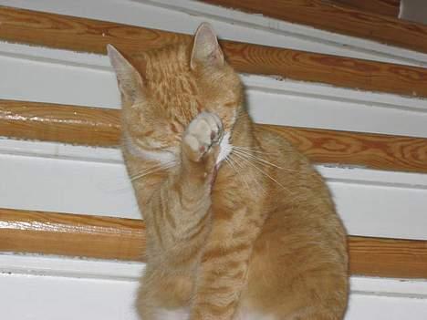 Blanding af racer Victor - slik slik... billede 12