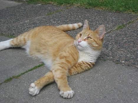 Blanding af racer Victor - SÅ smuk! billede 15