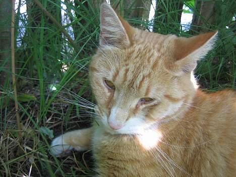 Blanding af racer Victor - en lidt træt kat: altså, ikke flere billeder nu, nu går jeg ind i det her græs, og så skal jeg sove! billede 16