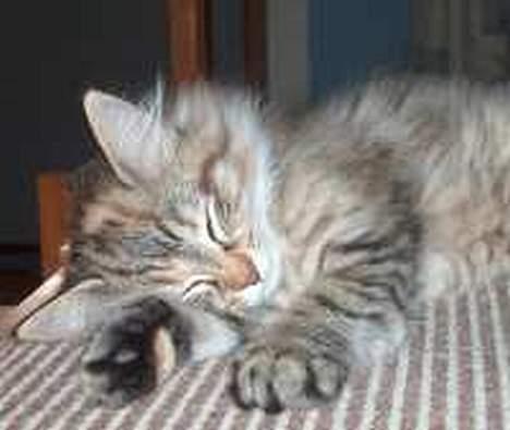 Norsk Skovkat Asta - mig som lille.. 13 uger.. billede 7