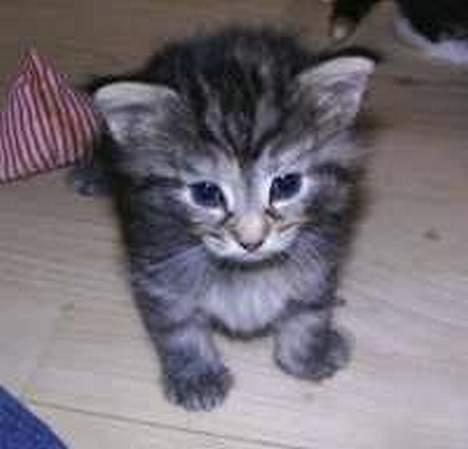 Norsk Skovkat Asta - ej hvor er denne verden stor.. billede 8