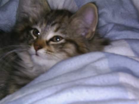 Norsk Skovkat Asta - ej hvor er mor seng dejlig. billede 9