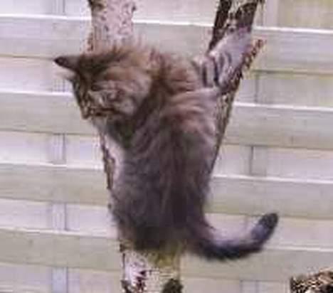 Norsk Skovkat Asta - er jeg ikke god.. jeg kan klatre.. billede 10