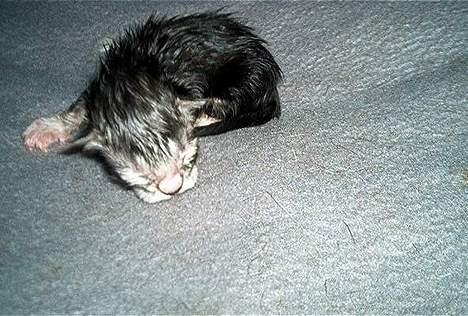 Norsk Skovkat Faramir - det er koldt.. men sover det bare væk billede 6