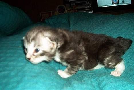 Norsk Skovkat Faramir - mine først skridt billede 7