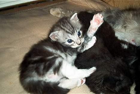 Norsk Skovkat Faramir - Giv mig 5 billede 8