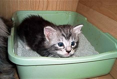 Norsk Skovkat Faramir - når man skal, så skal man billede 9