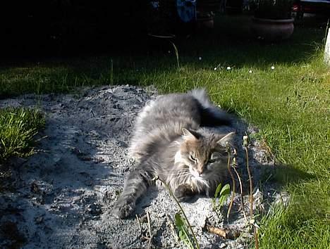 Maine Coon Elliot Charmander Iversen billede 11