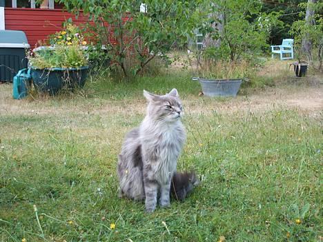 Maine Coon Elliot Charmander Iversen billede 12