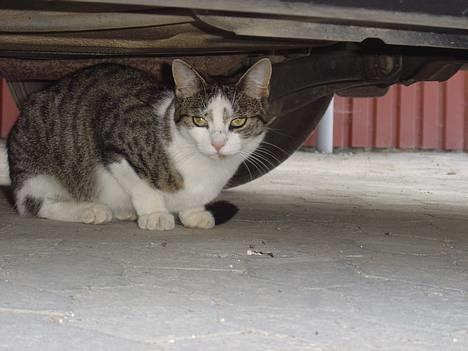 Huskat pjevs - Miin lille  katte piiiii under vores bil... billede 1