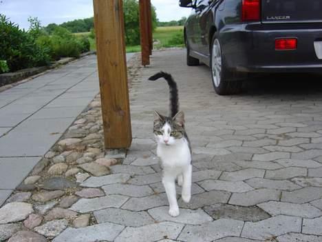 Huskat pjevs billede 3